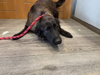 German Shepherd Dog Dogs Available for Adoption in Rowlett, Texas - ANNA | PetCurious