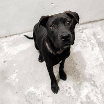 Labrador Retriever Dogs Available for Adoption in Kenedy, Texas - Walker | PetCurious
