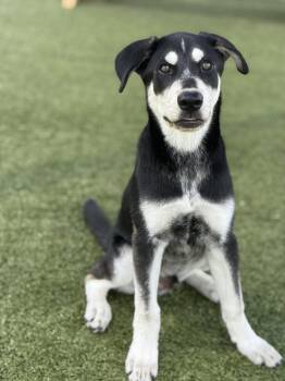 Rescue Husky and German Shepherd Dog Dogs for Adoption in Pearland, Texas - Ash | PetCurious