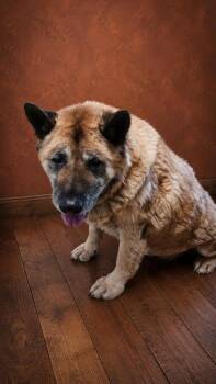 Akita Dogs Available for Adoption in West Memphis, Arkansas - Floxi | PetCurious
