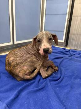 Agatha -  Terrier and Mixed Breed Dog for Adoption in Honolulu, Hawaii - Agatha | PetCurious
