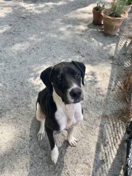 Marley -  Mixed Breed Dog for Adoption in Georgetown, South Carolina - Marley | PetCurious