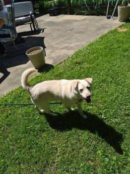 Mika -  Chihuahua and Labrador Retriever Dog for Adoption in Newport, Kentucky - Mika | PetCurious