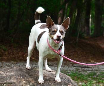 Sweetie Pie -  Chihuahua and Rat Terrier Dog for Adoption in Willingboro, New Jersey - Sweetie Pie | PetCurious
