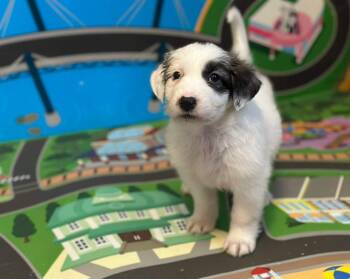 Collie and Anatolian Shepherd Dogs Available for Adoption - Olive | PetCurious