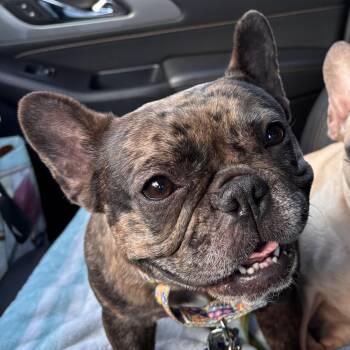 Windee -  French Bulldog Dog for Adoption in Columbia, Maryland - Windee | PetCurious