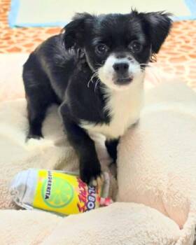 Rick -  Spaniel and Chihuahua Dog for Adoption in Novato, California - Rick | PetCurious