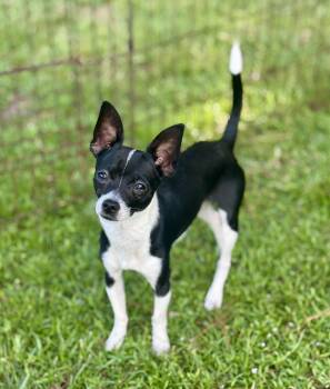 Sqwirmy -  Chihuahua Dog for Adoption in Lucedale, Mississippi - Sqwirmy | PetCurious