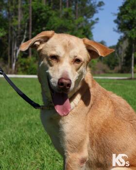Yellow Labrador Retriever and Great Pyrenees Dogs Available for Adoption - Paprika  | PetCurious