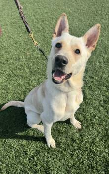 Steve -  German Shepherd Dog and Husky Dog for Adoption in Mico, Texas - Steve | PetCurious