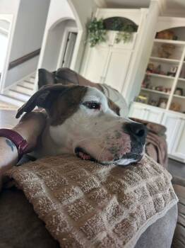 Plott Hound Dogs Available for Adoption in Grand Rapids, Michigan - Koda (friendly, House Trained, Gentle, Playful) | PetCurious