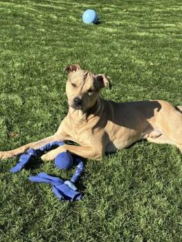 Rescue Pit Bull Terrier Dogs for Adoption in Lenexa, Kansas - Rocky II | PetCurious