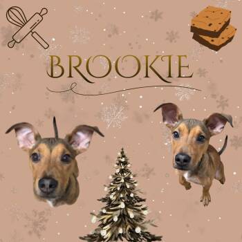 Brookie -  Coonhound Dog for Adoption in Watauga, Texas - Brookie | PetCurious