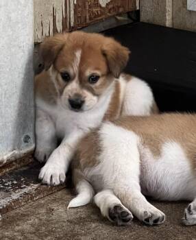 MAPLE -  Great Pyrenees Dog for Adoption in Granite Bay, California - MAPLE | PetCurious