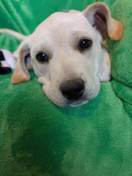 Great Pyrenees and Great Dane Dogs Available for Adoption - Turmeric  | PetCurious