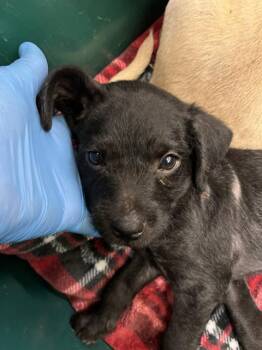 A274268 -  Terrier and Mixed Breed Dog for Adoption in Chula Vista, California - A274268 | PetCurious