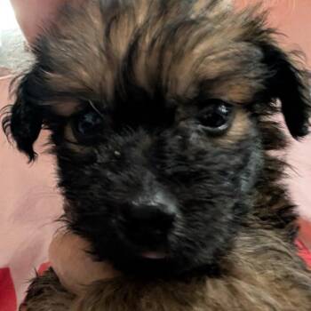 Wendall -  Mixed Breed Dog for Adoption in North Myrtle Beach, South Carolina - Wendall | PetCurious