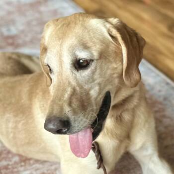 Rescue Labrador Retriever and Hound Dogs for Adoption in Burbank, California - Ellie | PetCurious