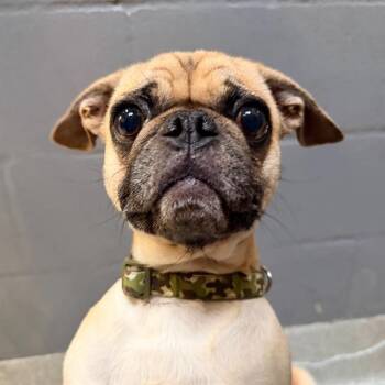 Pug Dogs Available for Adoption - LADYBUG | PetCurious