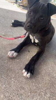 Faith -  Pit Bull Terrier Dog for Adoption in Tulsa, Oklahoma - Faith | PetCurious