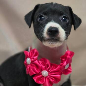 Dopey -  Hound Dog for Adoption in Wiggins, Mississippi - Dopey | PetCurious