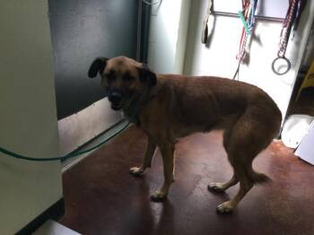 Rescue German Shepherd Dog Dogs for Adoption in Thousand Palms, California - BELLA | PetCurious