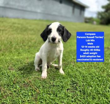 Compass -  Parson Russell Terrier and Labrador Retriever Dog for Adoption in Oviedo, Florida - Compass | PetCurious