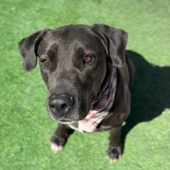 Rescue Labrador Retriever Dogs for Adoption in Houston, Texas - Rex | PetCurious