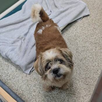 Chief -  Shih Tzu Dog for Adoption in Freeport, Florida - Chief | PetCurious