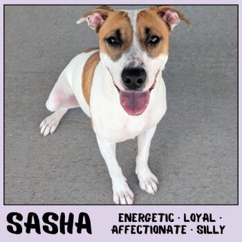 Rescue Terrier Dogs for Adoption in Ottawa, Kansas - Sasha | PetCurious