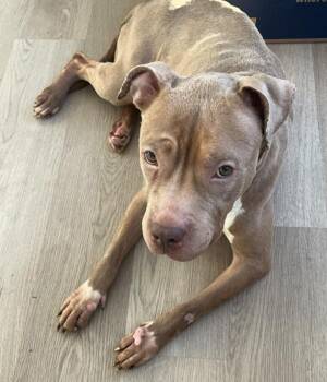 Enamor -  Mixed Breed Dog for Adoption in New York, New York - Enamor | PetCurious