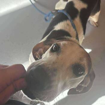 Rescue Mixed Breed Dogs for Adoption in Huntington, West Virginia - Petey | PetCurious