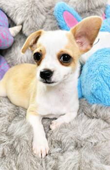Joyful -  Chihuahua Dog for Adoption in Lucas, Texas - Joyful | PetCurious