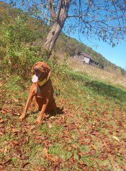 Rescue Redbone Coonhound and Coonhound Dogs for Adoption in Stuarts Draft, Virginia - Ruby | PetCurious