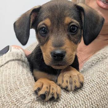 Mixed Breed Dogs Available for Adoption - Twinkle | PetCurious