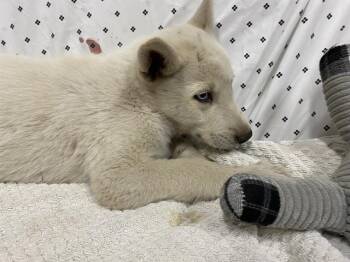 Husky and Mixed Breed Dogs Available for Adoption in Modesto, California - A609890 | PetCurious