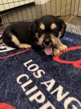 Cleo - foster to adopt situation -  Miniature Schnauzer and Chihuahua Dog for Adoption in Tustin, California - Cleo - Foster To Adopt Situation | PetCurious