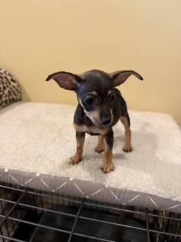 Cinnamon Swirl -  Chihuahua Dog for Adoption in West Palm Beach, Florida - Cinnamon Swirl | PetCurious