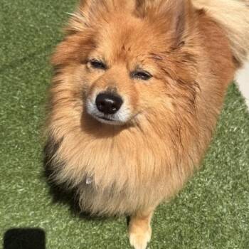 Nate Dogg -  Pomeranian Dog for Adoption in Redondo Beach, California - Nate Dogg | PetCurious