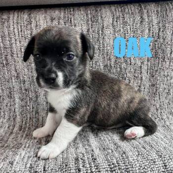 Oak -  Chihuahua Dog for Adoption in Hillsborough, North Carolina - Oak | PetCurious