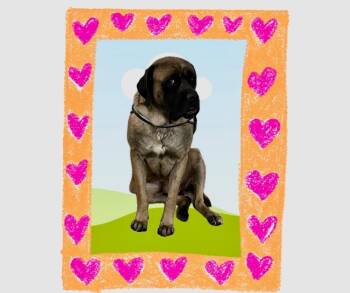 Mastiff Dogs Available for Adoption - Kingsley | PetCurious