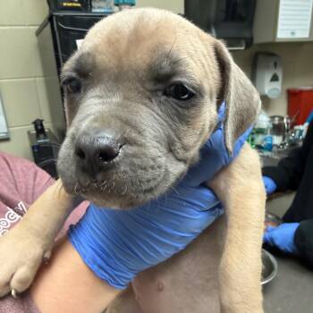 Mixed Breed Dogs Available for Adoption in Columbus, Georgia - Zelda | PetCurious