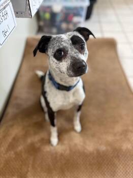 Finley -  Pit Bull Terrier Dog Available for Adoption in Waverly, New York - Finley | PetCurious