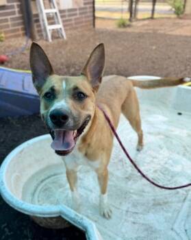 Goldie -  Mixed Breed Dog for Adoption in Chamblee, Georgia - Goldie | PetCurious