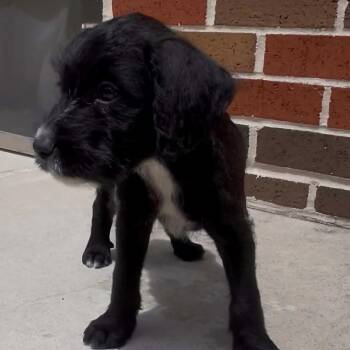 Labrador Retriever Dogs Available for Adoption in Houston, Texas - Haya | PetCurious