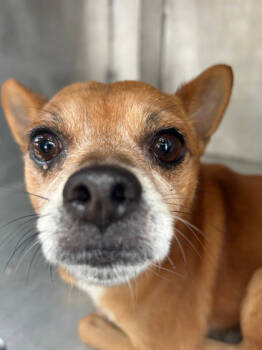 Rescue Mixed Breed Dogs for Adoption in Leander, Texas - Pablo | PetCurious