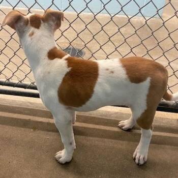 Mixed Breed Dogs Available for Adoption in Emporia, Kansas - Wren | PetCurious