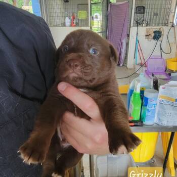 Grizzly -  Mixed Breed Dog for Adoption in Leander, Texas - Grizzly | PetCurious