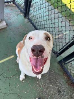 Nova -  Hound Dog for Adoption in Peconic, New York - Nova | PetCurious