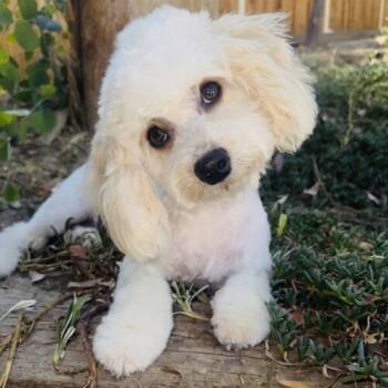 Rescue Maltipoo and Mixed Breed Dogs for Adoption in Los Angeles, California - Kitty | PetCurious
